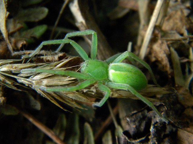 Micrommata virescens