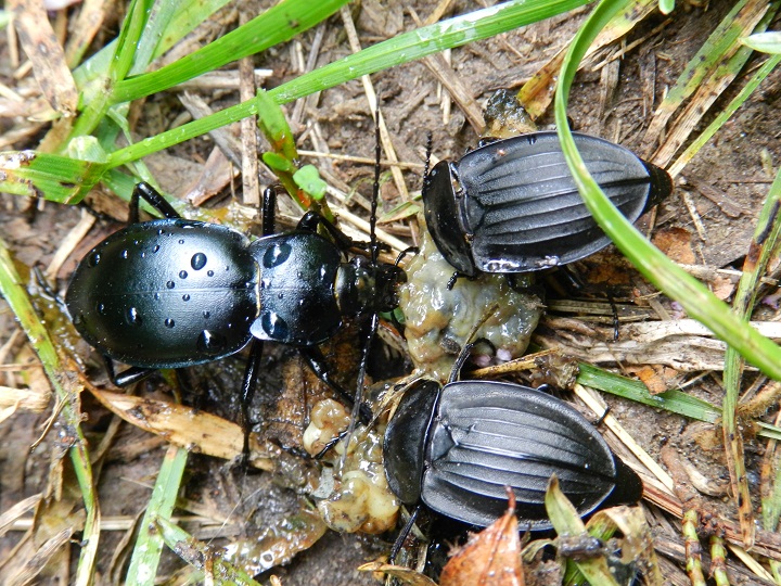 Carabus glabratus e probabile Sylpha carinata su lumaca