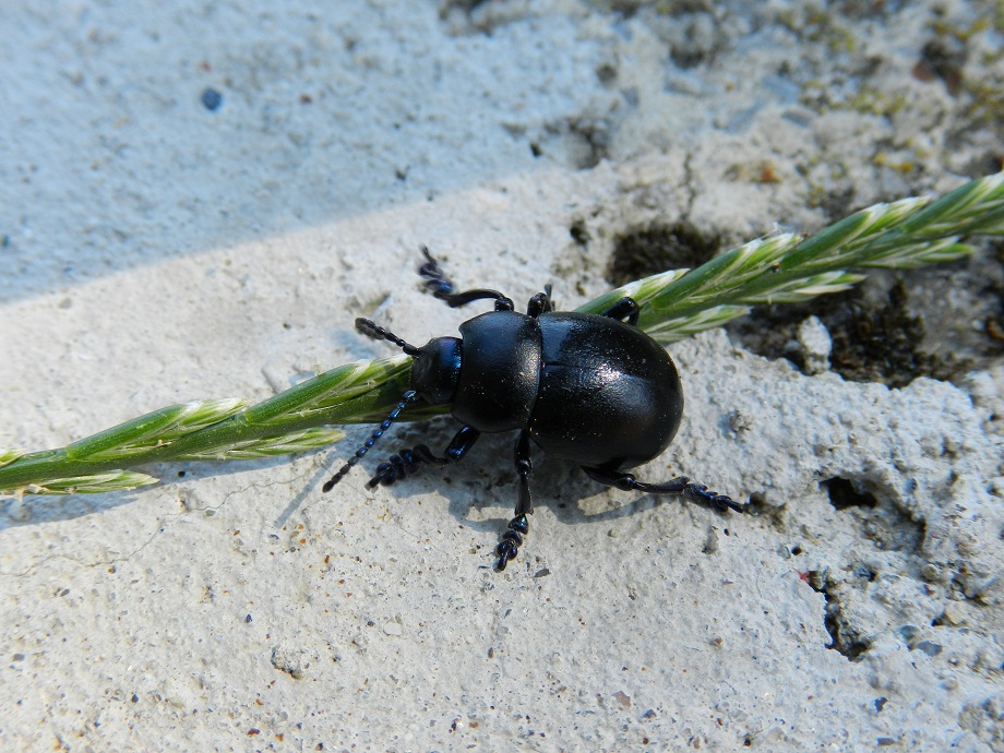 ID scarabeo? Timarcha sp.