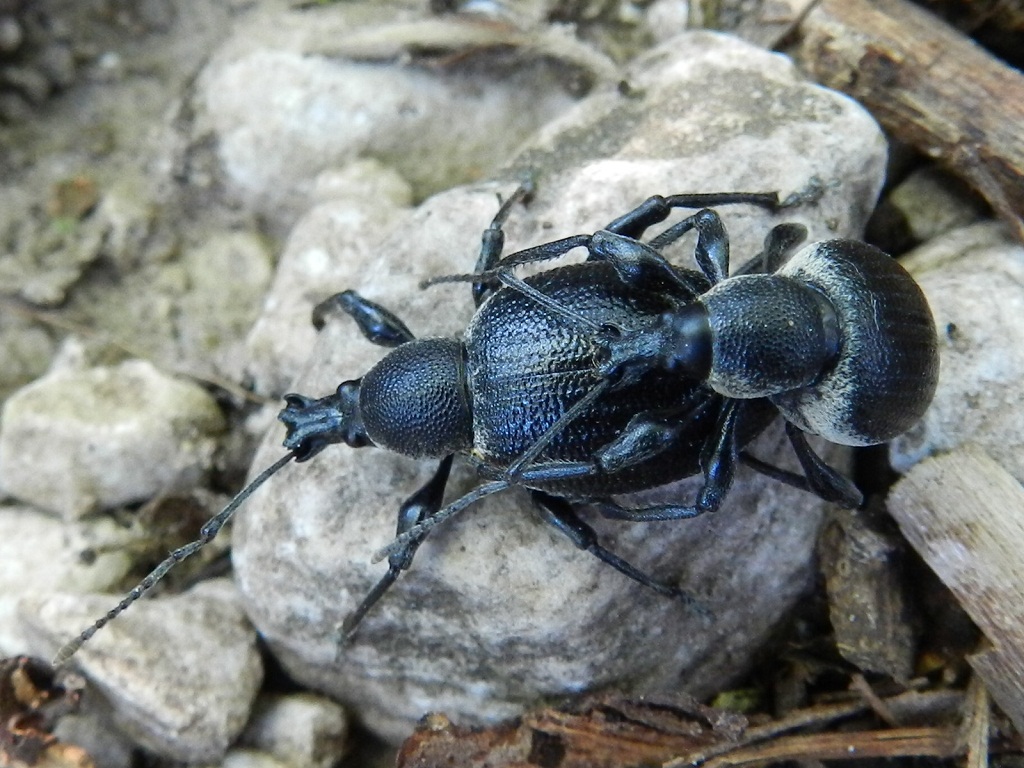 Otiorynchus in accoppiamento