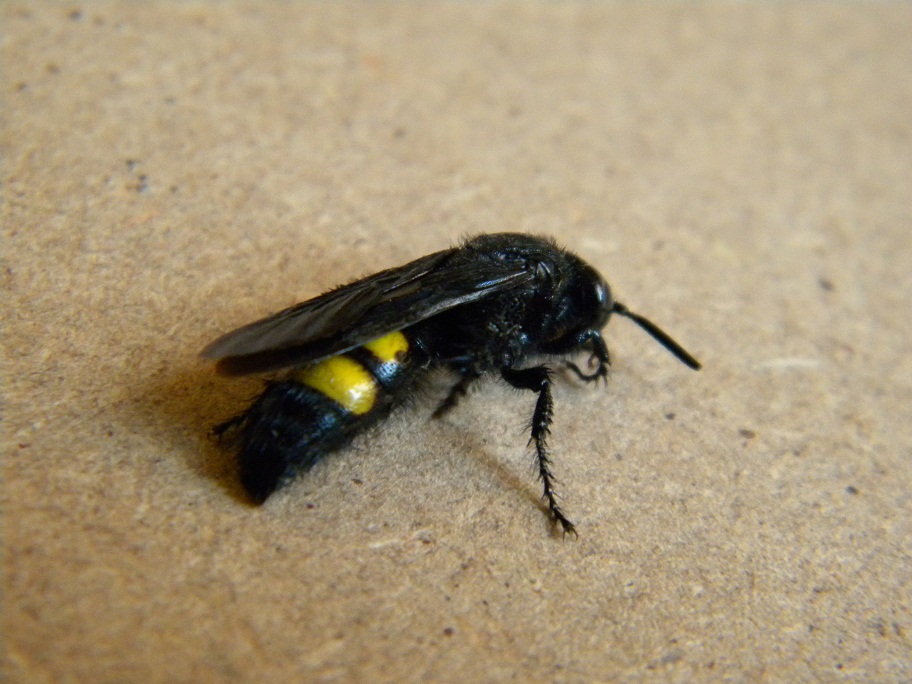 Scoliide: Scolia hirta