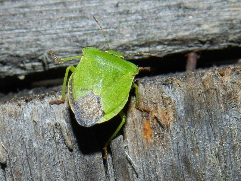 Pentatomidae: Nezara viridula e Palomena viridissima (VA)