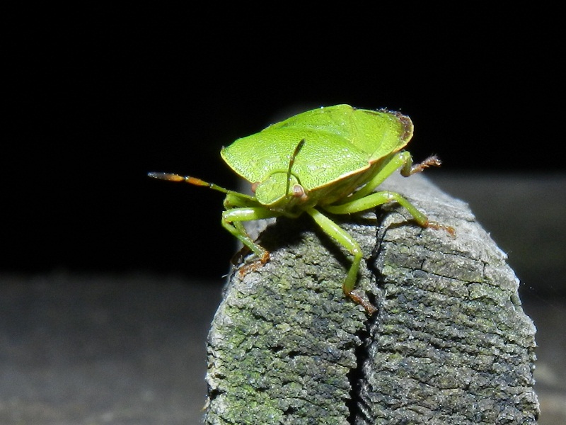 Pentatomidae: Nezara viridula e Palomena viridissima (VA)