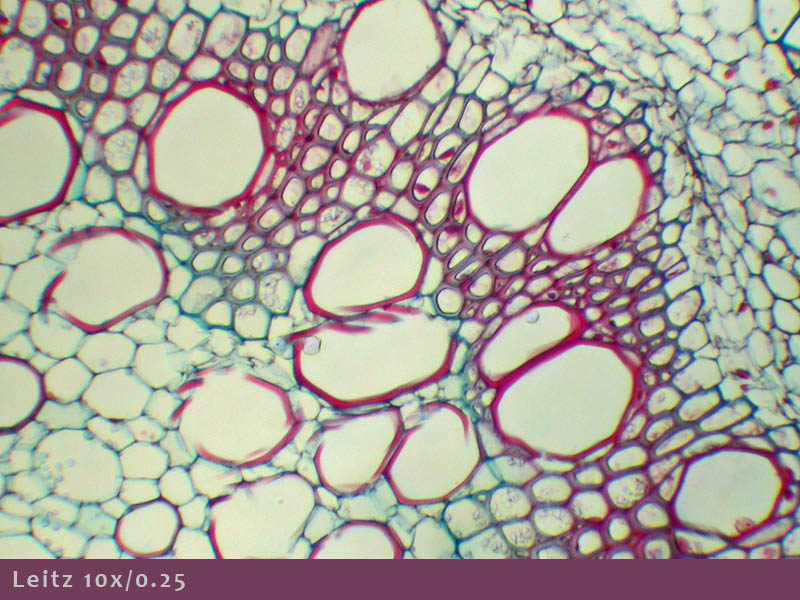 Microscopio Leitz e Fotomicrografia