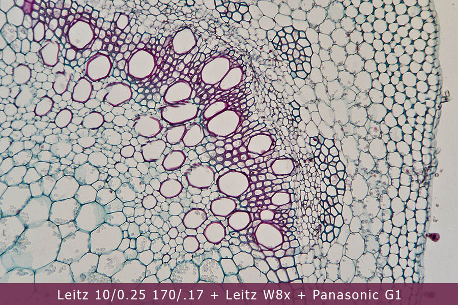 Microscopio Leitz e Fotomicrografia