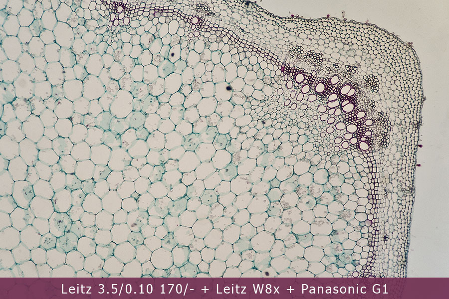 Microscopio Leitz e Fotomicrografia