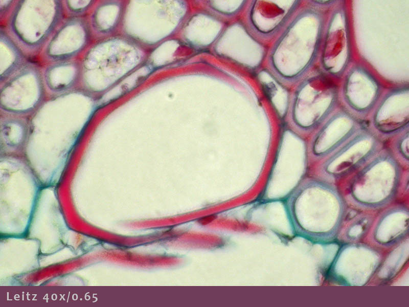 Microscopio Leitz e Fotomicrografia