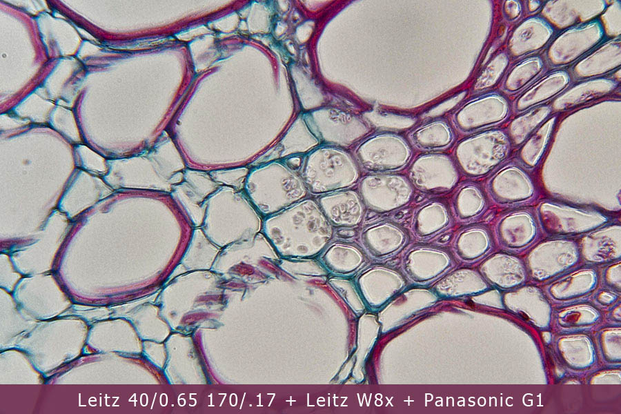 Microscopio Leitz e Fotomicrografia