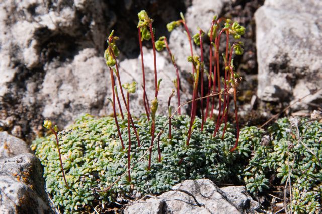 Flora DOLOMITI: Saxifraga caesia o squarrosa ?