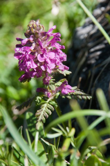 Flora DOLOMITI:  Pedicularis verticillata