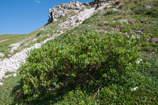 Flora DOLOMITI: Salix sp.