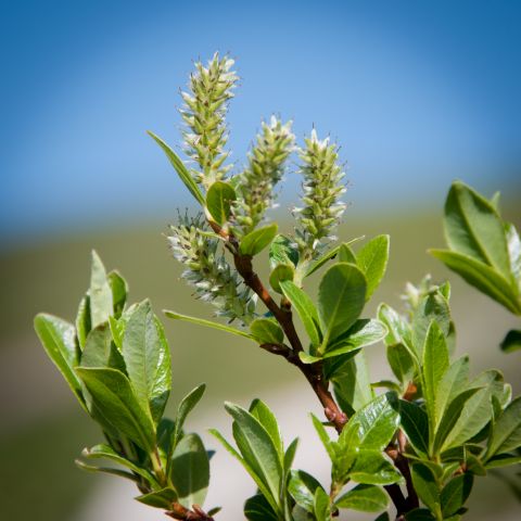 Flora DOLOMITI: Salix sp.