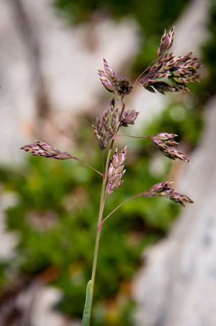 Flora DOLOMITI: Possibile Poa