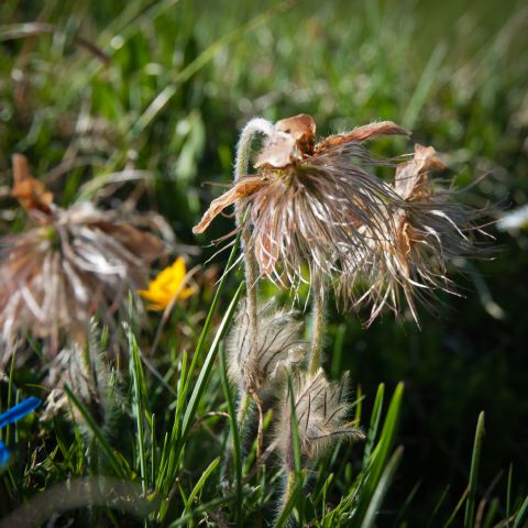 Flora DOLOMITI: Frutto di  Geum montanum?