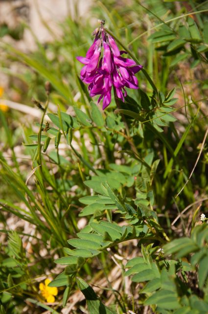 Flora DOLOMITI: Astragalus?