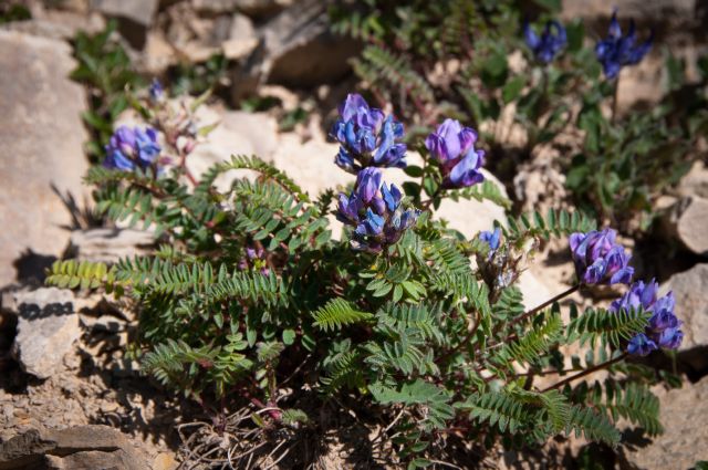 Flora DOLOMITI: Oxytropis pyrenaica?