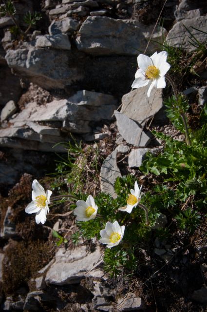 Flora DOLOMITI: Pulsatilla alpina