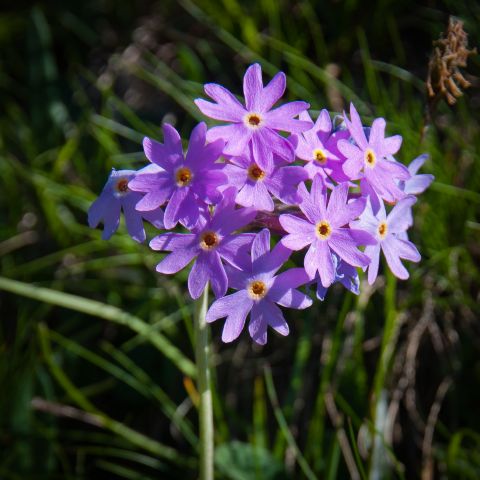 Flora DOLOMITI: Primula farinosa