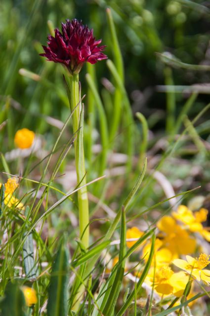 Flora DOLOMITI: Nigritella