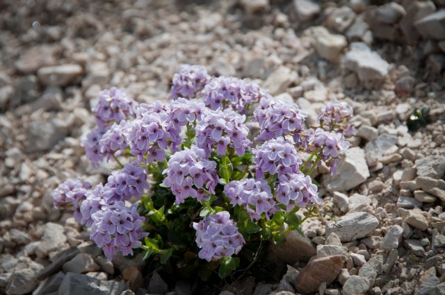 Flora DOLOMITI: Alyssum ? no, Noccaea rotundifolia (=Thlaspi rotundifolium)