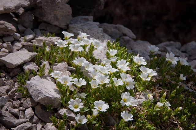 Flora DOLOMITI: Cerastium ??