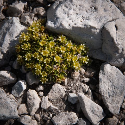 Flora DOLOMITI: Saxifraga sedoides