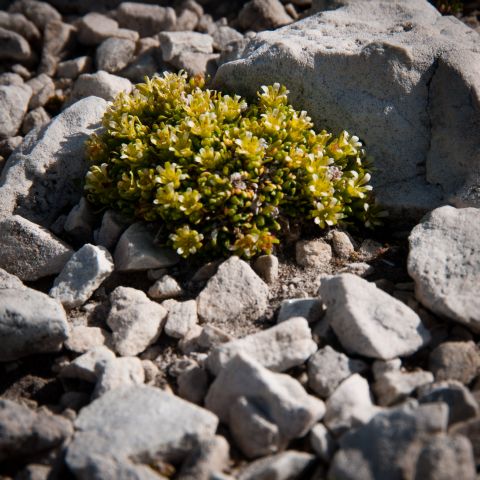 Flora DOLOMITI: Saxifraga sedoides