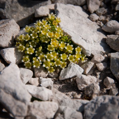 Flora DOLOMITI: Saxifraga sedoides