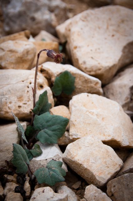 Flora DOLOMITI: Tussilago farfara