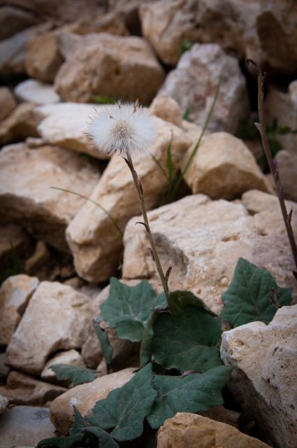 Flora DOLOMITI: Tussilago farfara