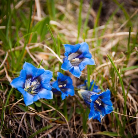 Flora DOLOMITI (ltimo post): Gentiana cfr. acaulis