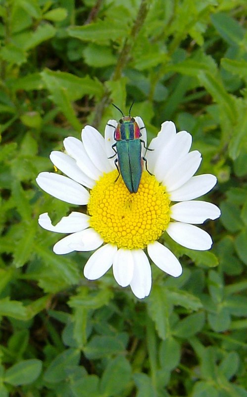 Antaxia cfr hungarica