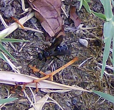 Sapyga decemguttata? No. Pompilidae