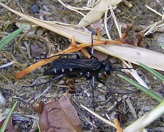 Sapyga decemguttata? No. Pompilidae