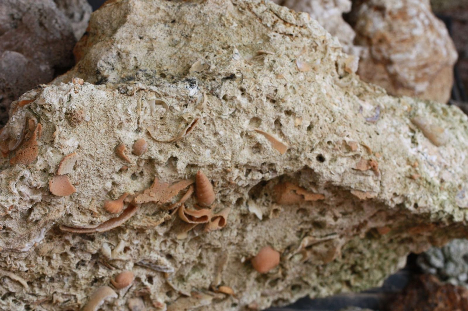 Interessante grotta fossile