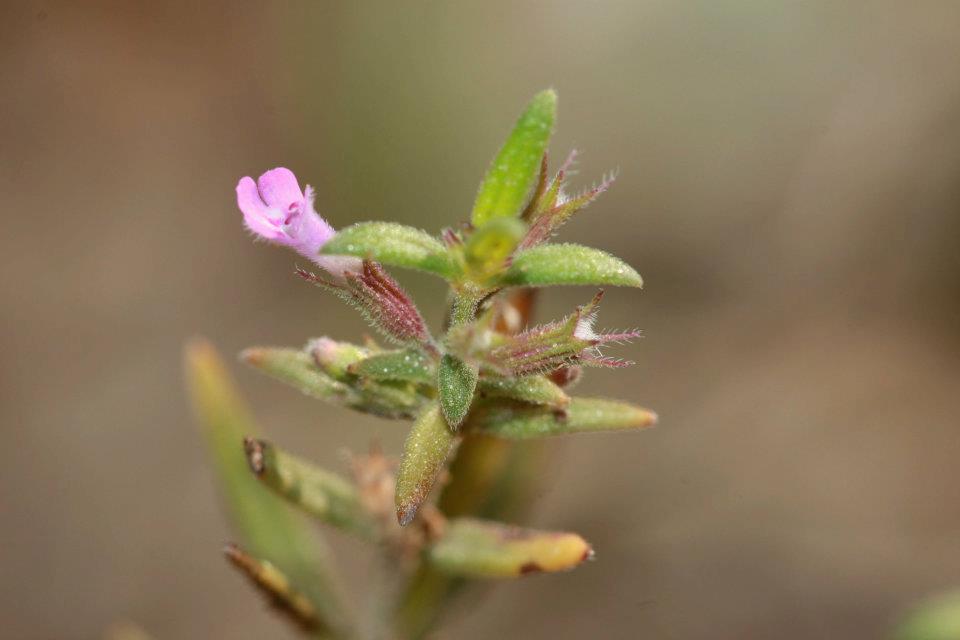 Acinos sardous? no Micromeria graeca