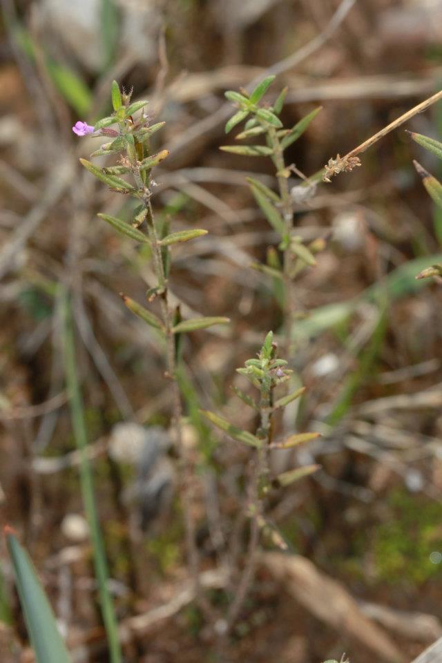 Acinos sardous? no Micromeria graeca