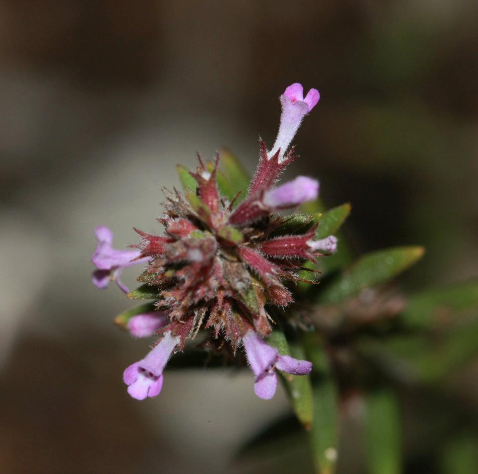 Acinos sardous? no Micromeria graeca