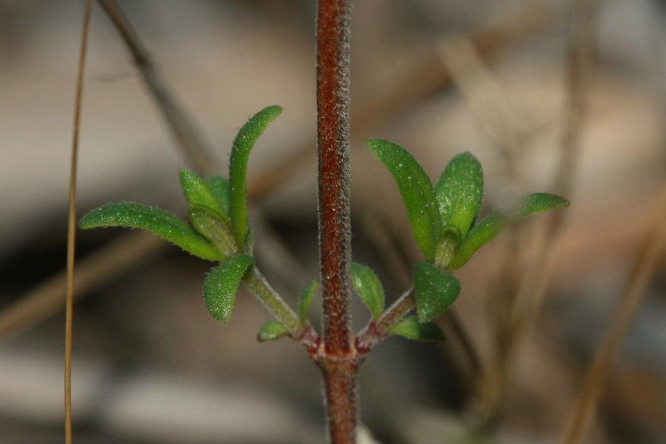 Acinos sardous? no Micromeria graeca