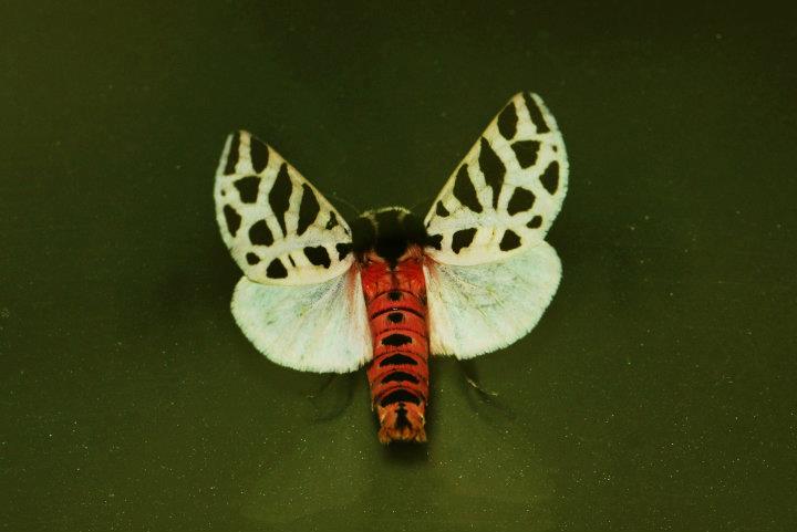 Falena leopardata..Cymbalophora pudica