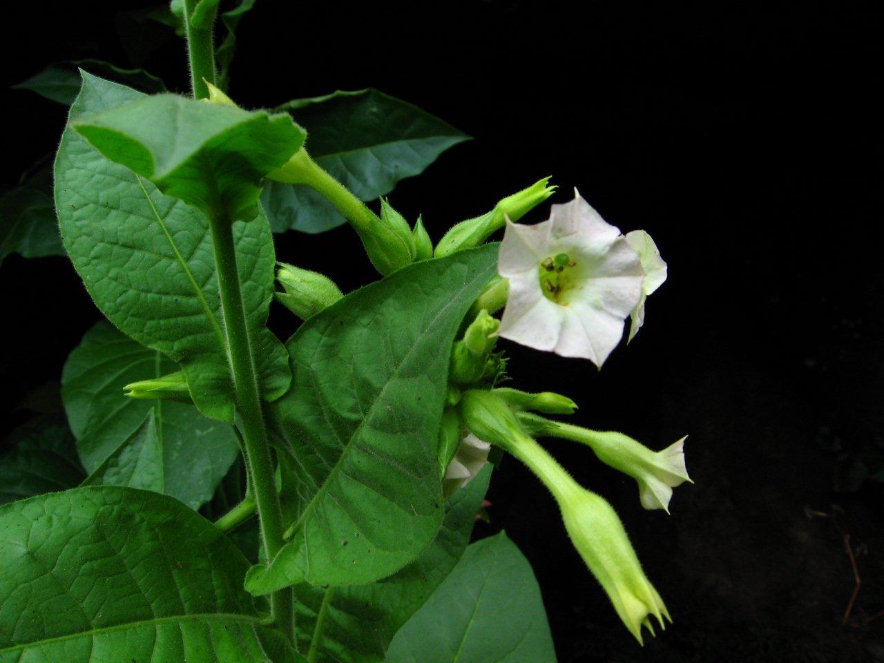 Solanacea? - Nicotiana sp.