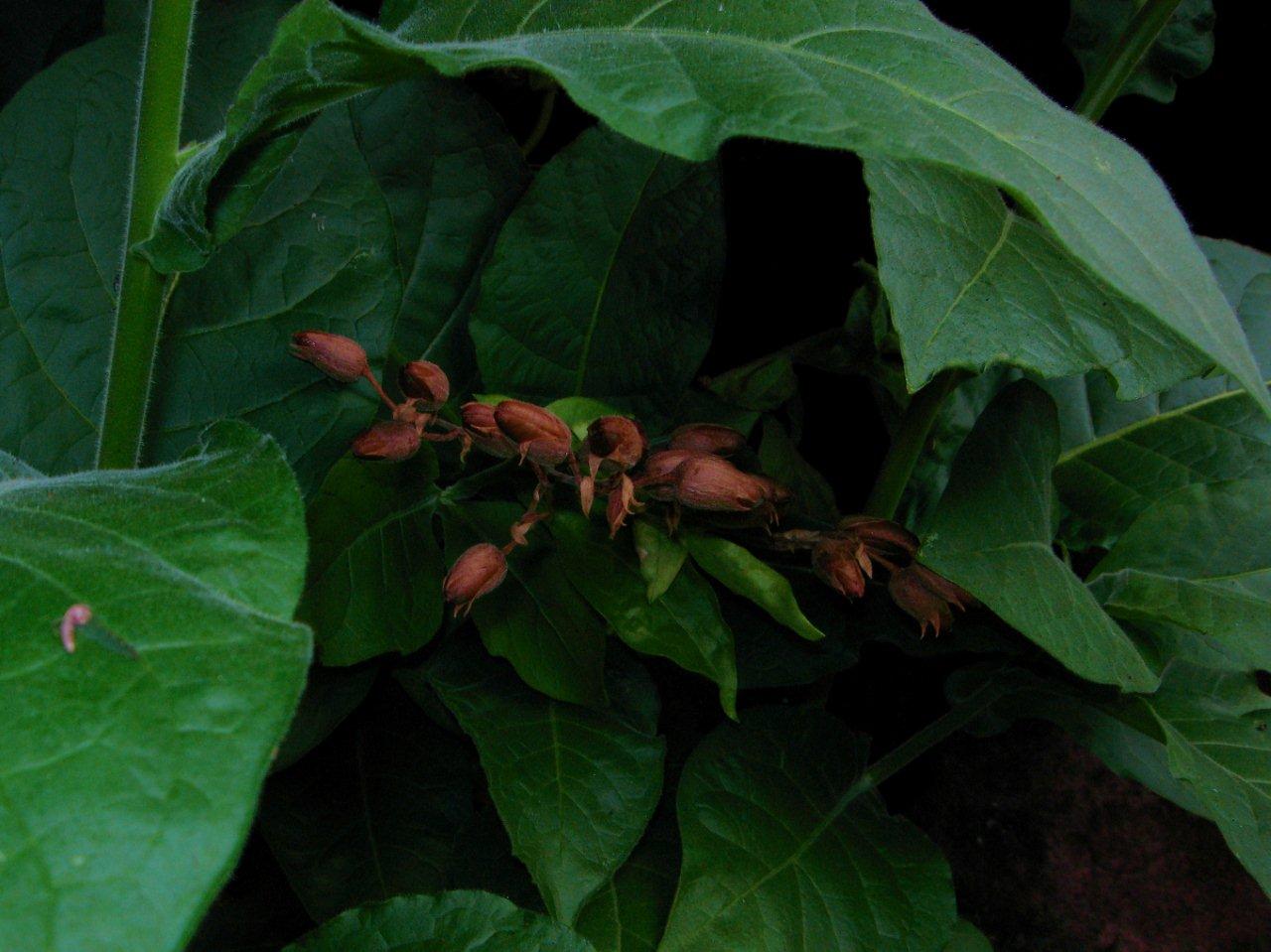 Solanacea? - Nicotiana sp.