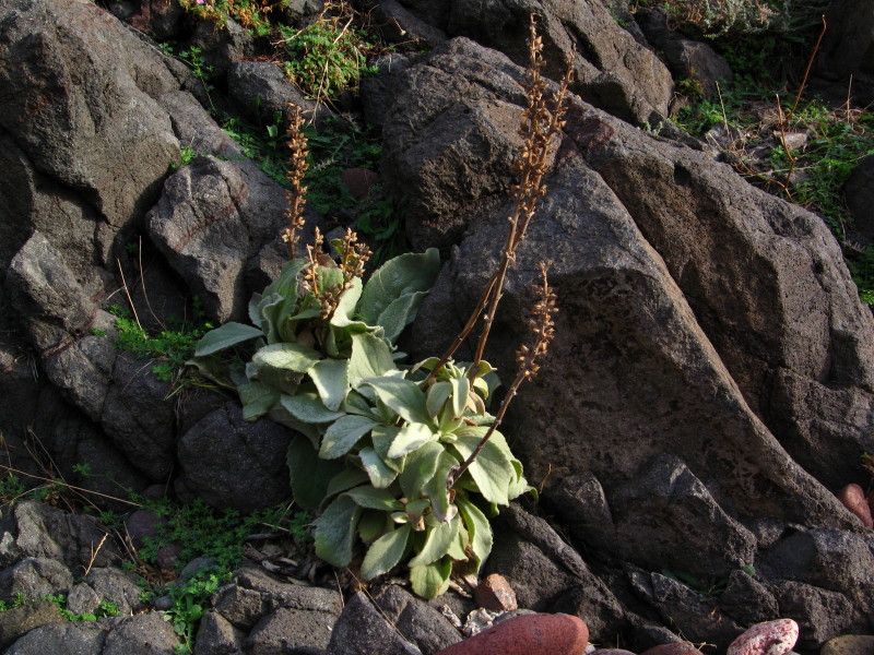 Verbascum conocarpum - Verbasco di Sardegna