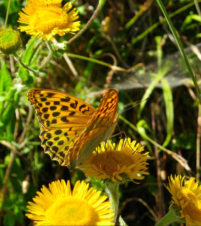 Argynnis pandora - No, Argynnis (Argynnis) paphia