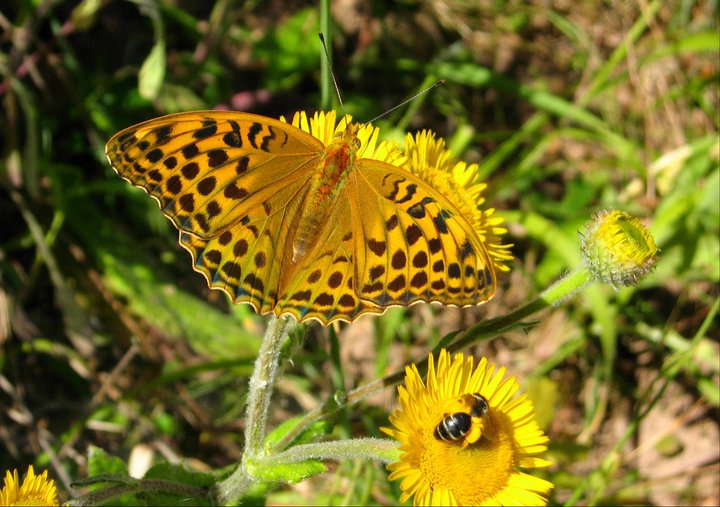 Argynnis pandora - No, Argynnis (Argynnis) paphia