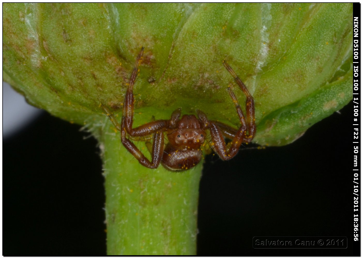 Synema globosum