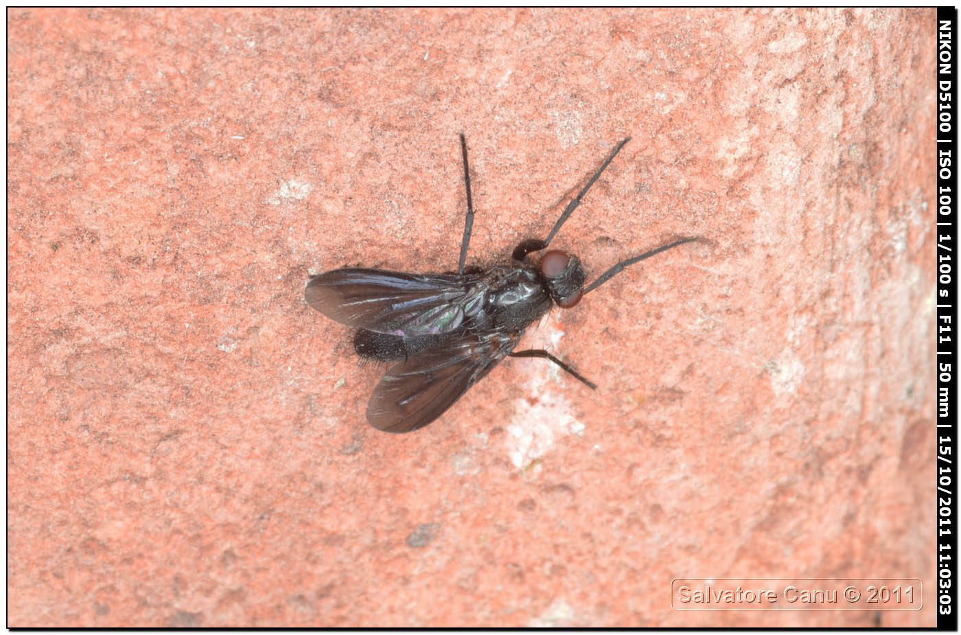 Rhinophoridae: Melanophora roralis