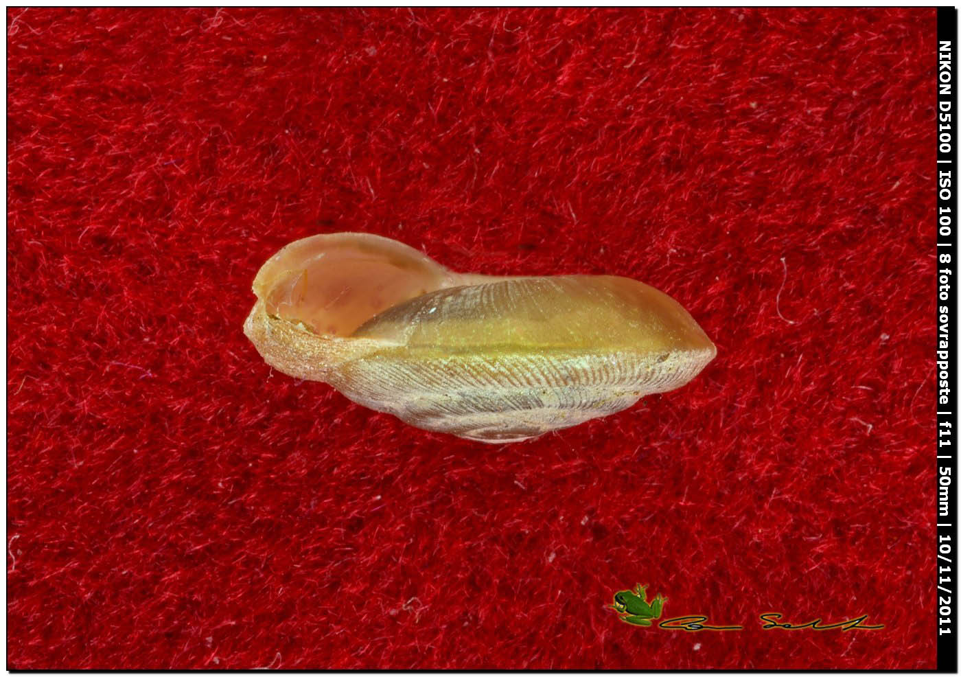 Caracollina (Caracollina) lenticula (Michaud, 1831)