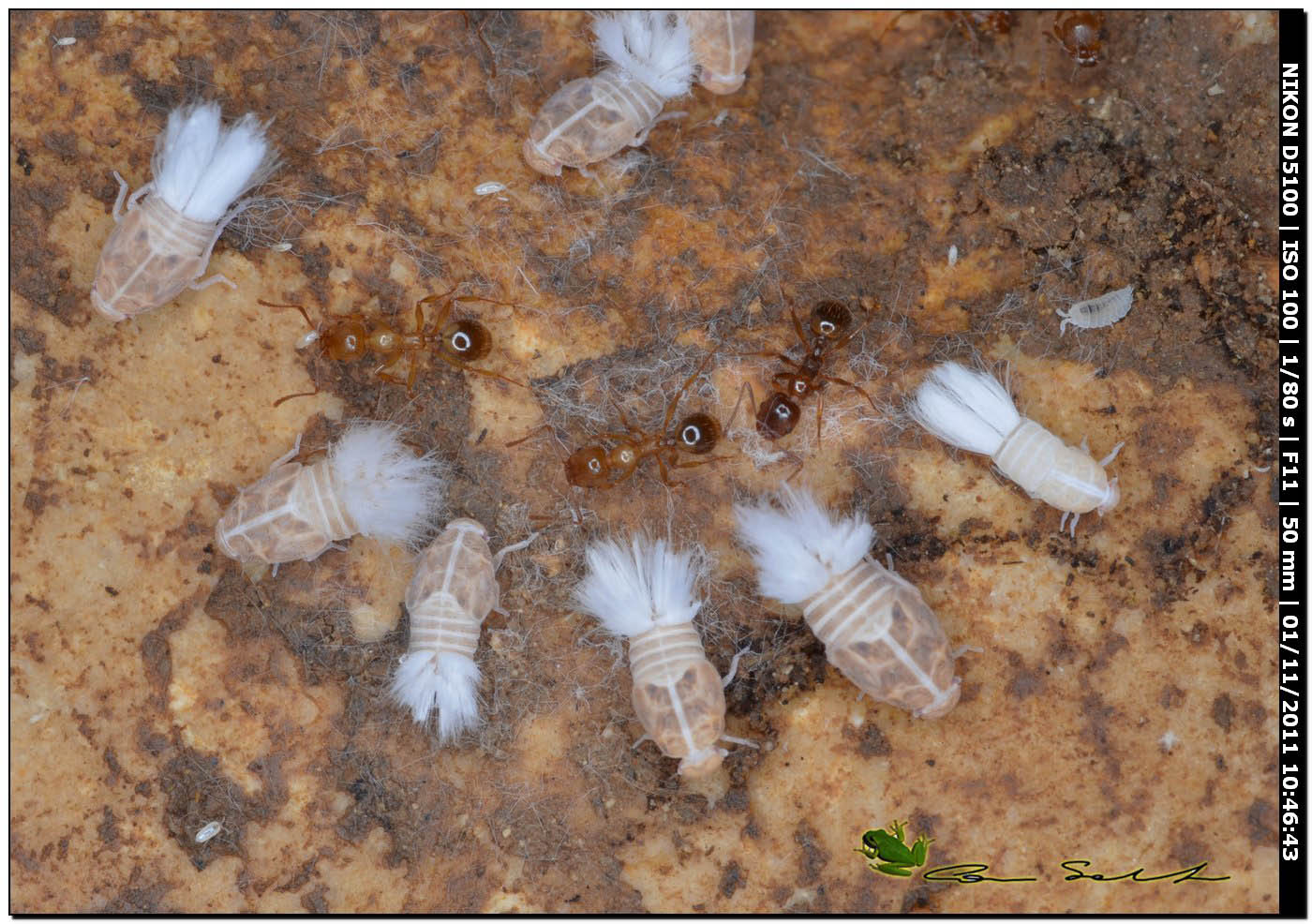 Formiche (Aphaenogaster subterranea) con omotteri Cixiidae