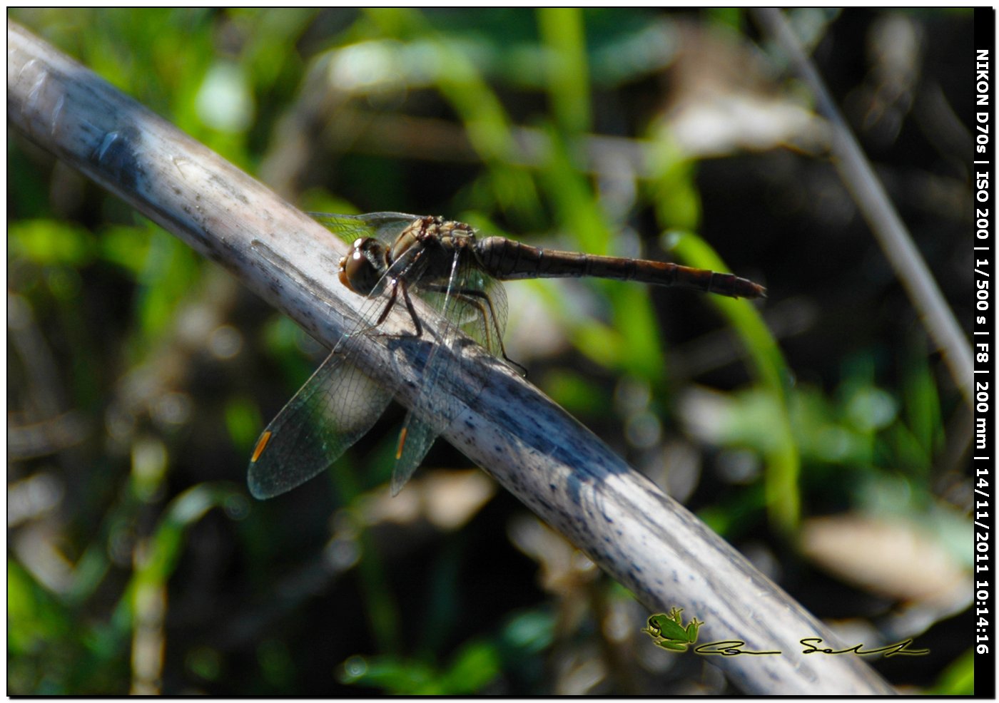 Sympetrum meridionale?